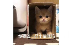 你要凶一只小猫咪吗 - 猫猫表情包 ​