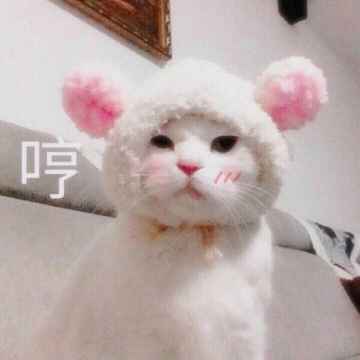 (猫咪)