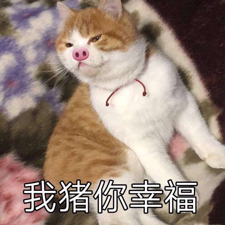 我猪你幸福