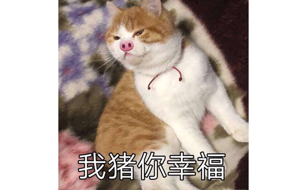 我猪你幸福