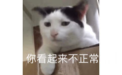 你看起来不正常 - 全是猫咪表情包