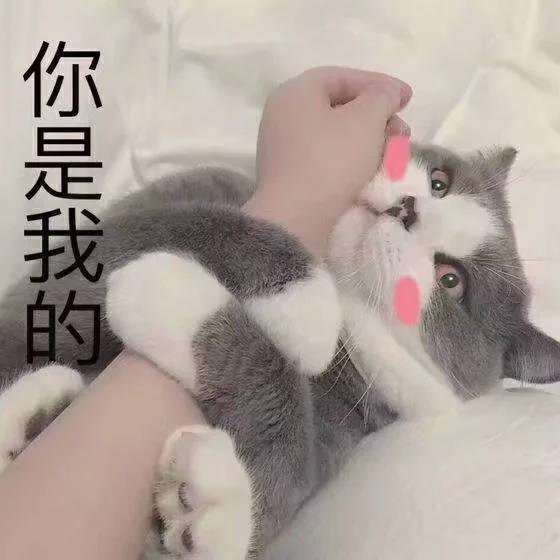 你是我的（猫咪抱住主人的手）