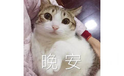 猫咪：晚安