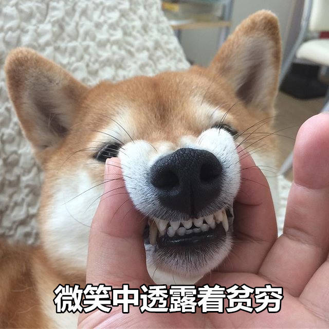 微笑中透露着贫穷 - 一组柴犬表情包