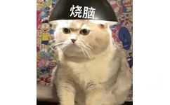 烧脑(猫猫表情包)