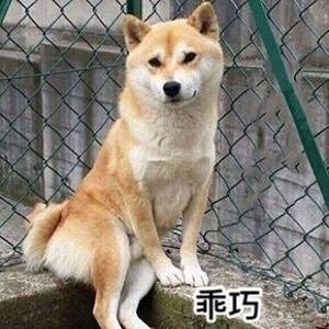 乖巧的坐着 - 一组柴犬doge微信表情