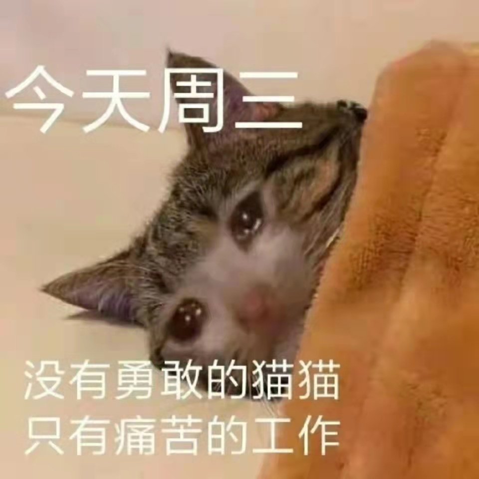 今天周三没有勇敢的猫猫只有痛苦的工作(猫猫上班表情包)