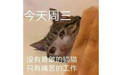 今天周三没有勇敢的猫猫只有痛苦的工作(猫猫上班表情包)