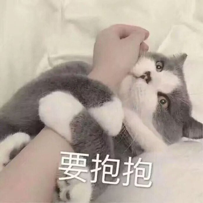 要抱抱（猫咪）