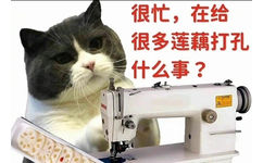 很忙,在给很多莲藕打孔什么事? - 猫猫很忙表情包 ​