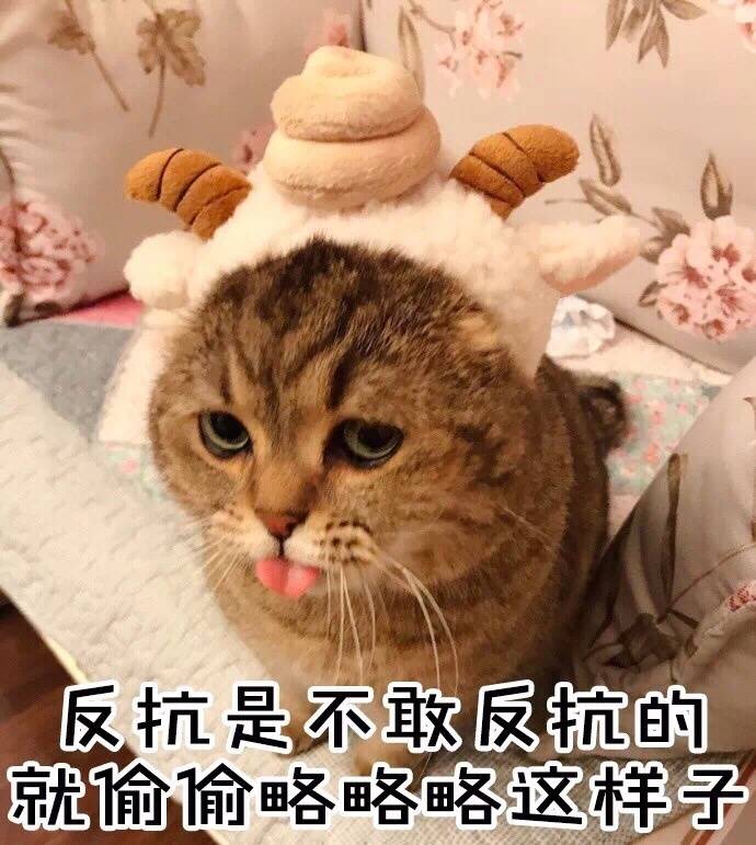 反抗是不敢反抗的就偷偷略略略这样子(猫咪)