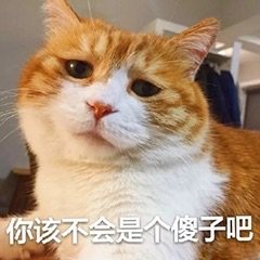 你该不会是个傻子吧(猫咪)