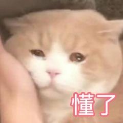 懂了(猫咪表情包)