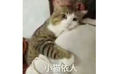 小猫依人（喵星人表情包）