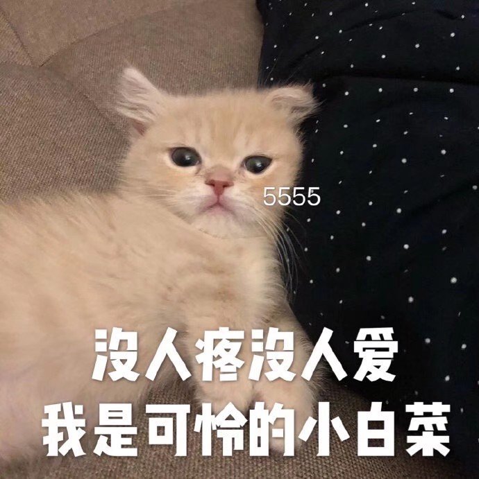 5555沒人疼没人爱我是可怜的小白菜 - 今日份猫猫表情包