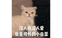 5555沒人疼没人爱我是可怜的小白菜 - 今日份猫猫表情包