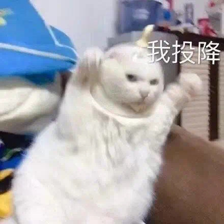 猫咪我投降