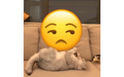 猫咪盘小黄脸 emoji - 万物皆可盘猫咪动态表情包