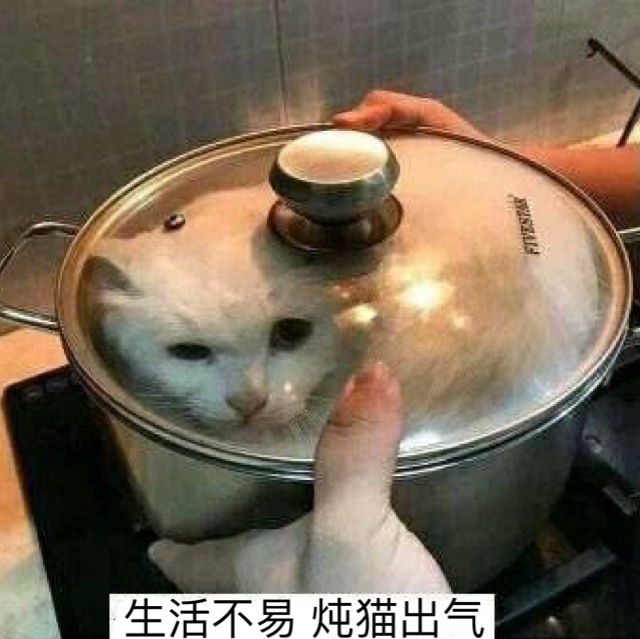 生活不易，炖猫出气