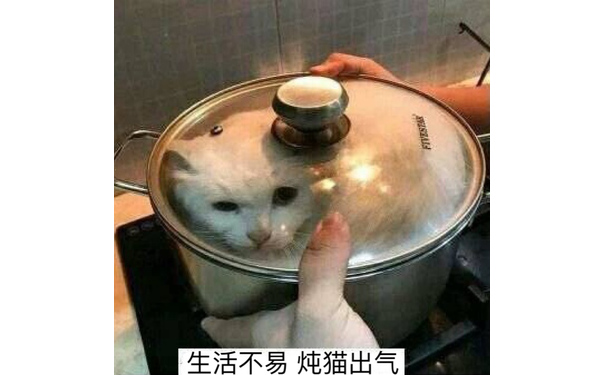 生活不易，炖猫出气