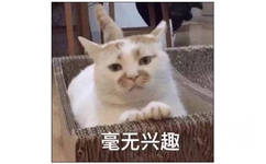 毫无兴趣（猫咪）