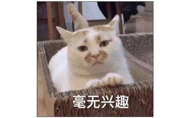 毫无兴趣（猫咪）