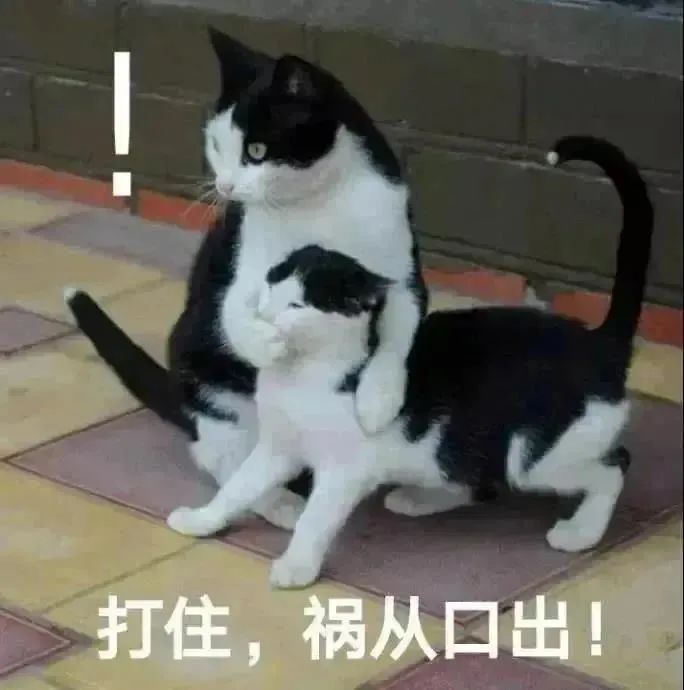 打住,祸从口出!(猫猫表情包)