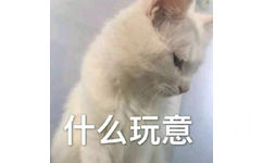 什么玩意（猫咪）