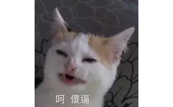 呵傻逼(猫咪)