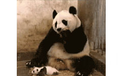 小熊猫GIF 动图表情