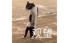 猫咪站立观望