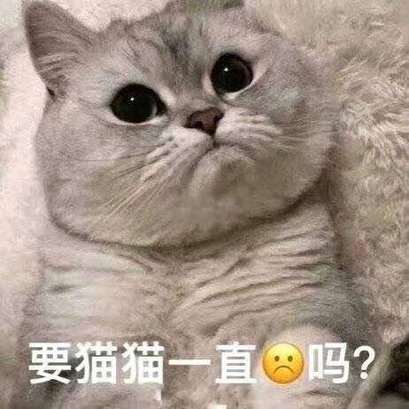 要猫猫一直委屈吗