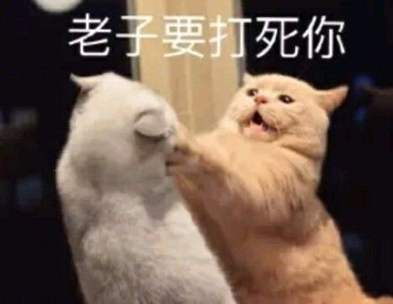 老子要打死你(猫猫表情包)