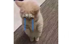 卑微（猫咪）