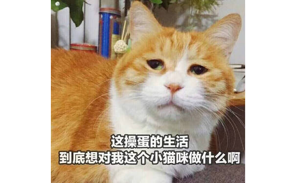 这操蛋的生活到底想对我这个小猫咪做什么啊 - 表情包原图精选-2018/1/10