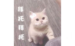 拜托拜托(猫咪)