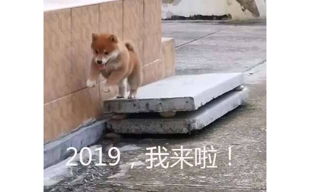 （狗子）2019，我来啦 - 2019，我来啦