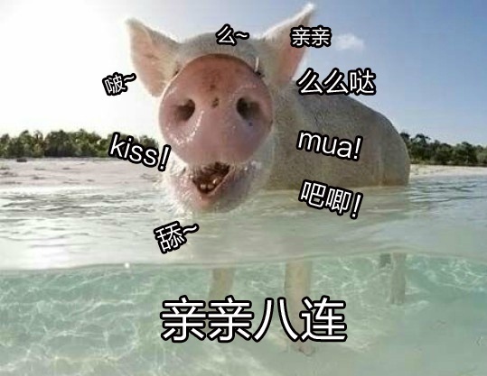 么亲亲么么哒kss1吧唧!dual亲亲八连 - 一组猪猪的可爱表情包