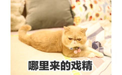 哪里来的戏精 - 一只满脸都是愁容和不屑的橘猫