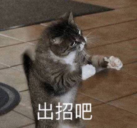 出招吧（猫咪）