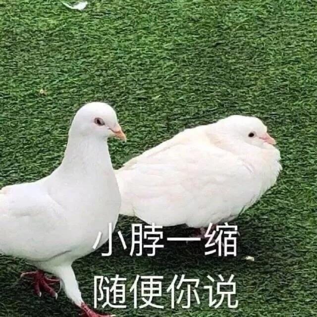 小脖一缩随便你说