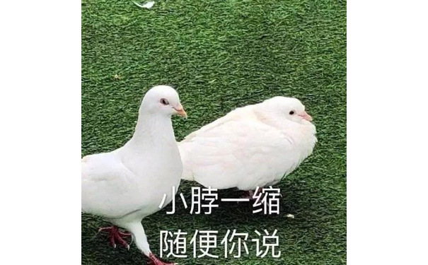 小脖一缩随便你说