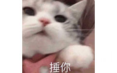 猫咪捶你