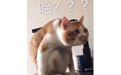 哈??(猫咪问号)