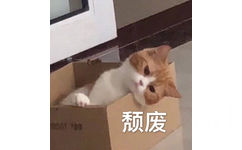 颓废猫咪