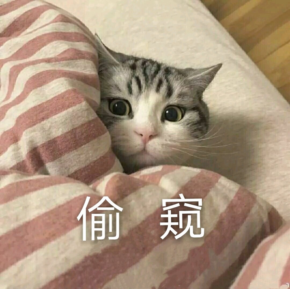 俞窥(猫咪)