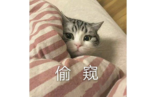 俞窥(猫咪)