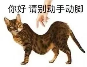 你好请别动手动脚(猫猫表情包)