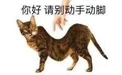 你好请别动手动脚(猫猫表情包)