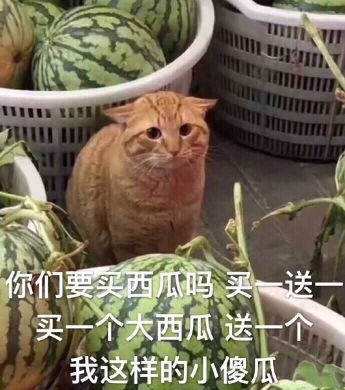 你们要买西瓜吗买一送一买一个大西瓜送一个我这样的小傻瓜(猫咪卖西瓜)